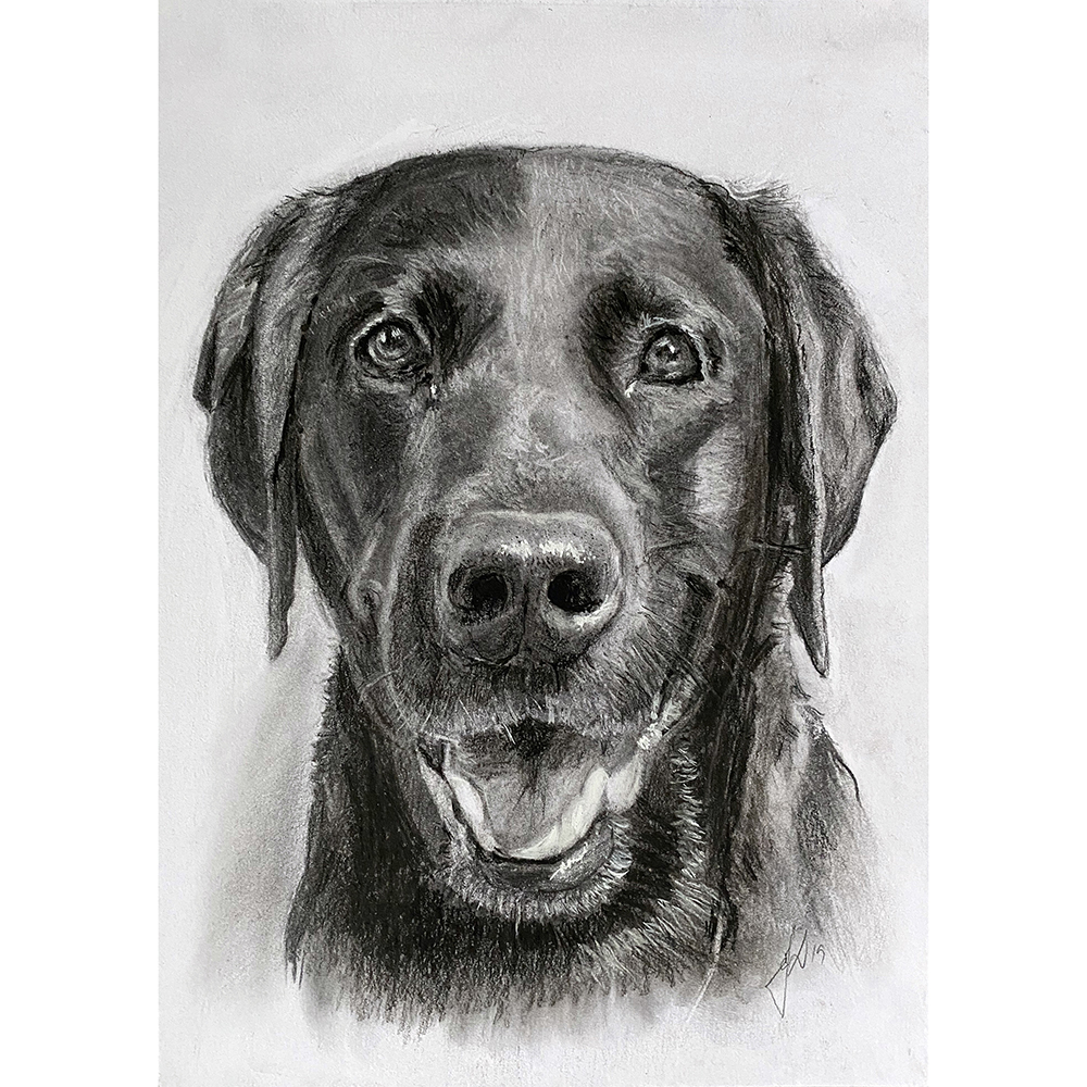 hundeportraet_portraettegning_portraettegner_portraitdrawing_unik_jule_gaveide_dogdrawing