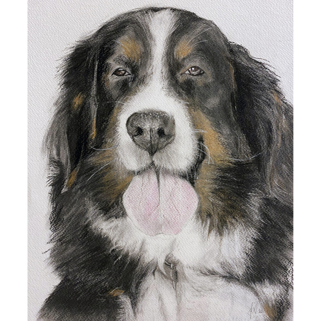 hundetegning_hundeportraet_berner_sennen_portraettegning_julegave