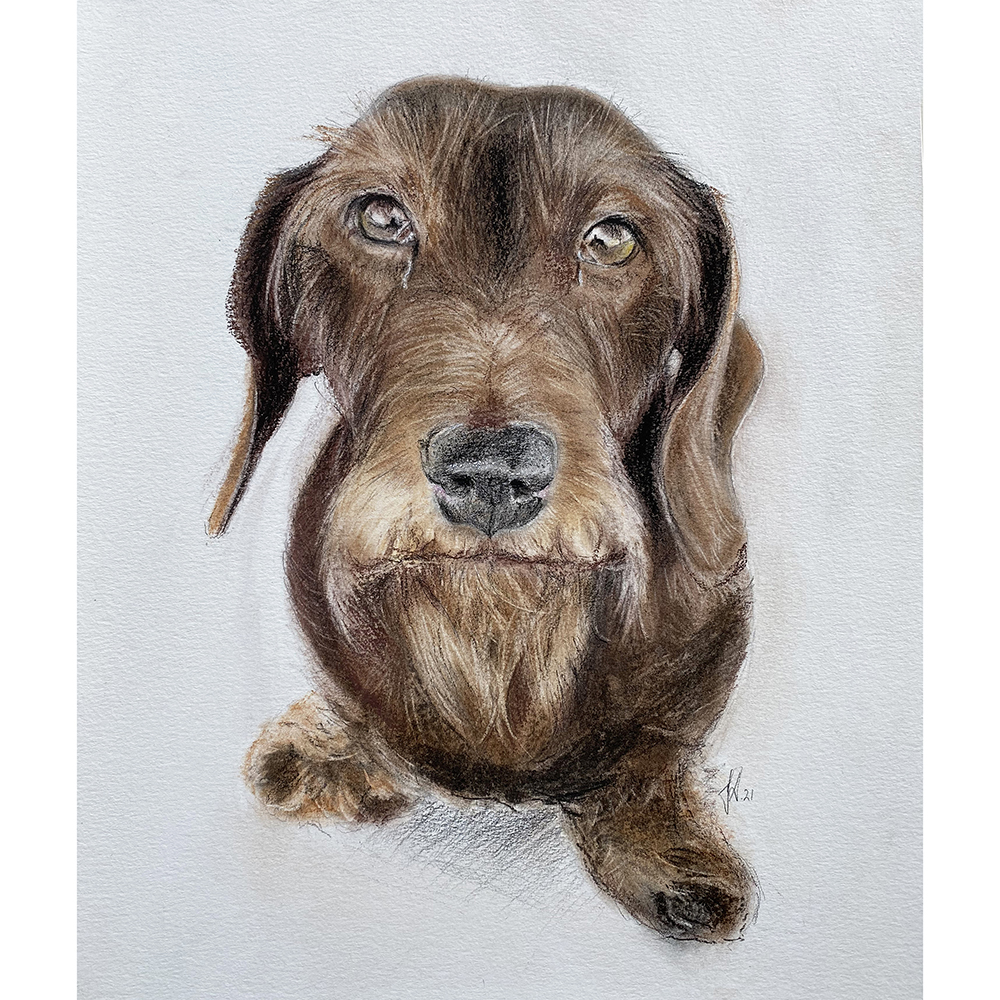 hundportraet-tegning-hund-gravhund-portraet-tegner