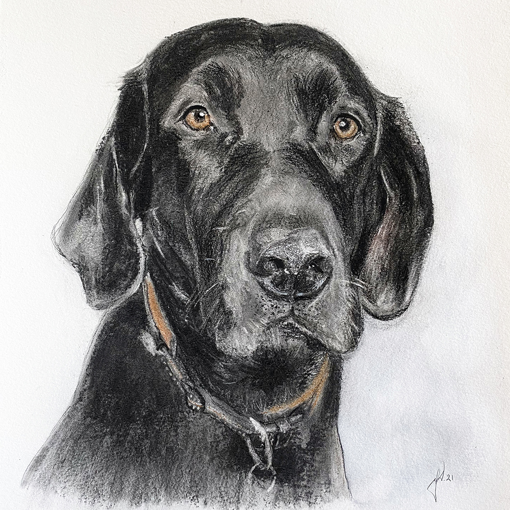 hundeportraet-tegning-labrador-tegnet-af-portraet-tegninger