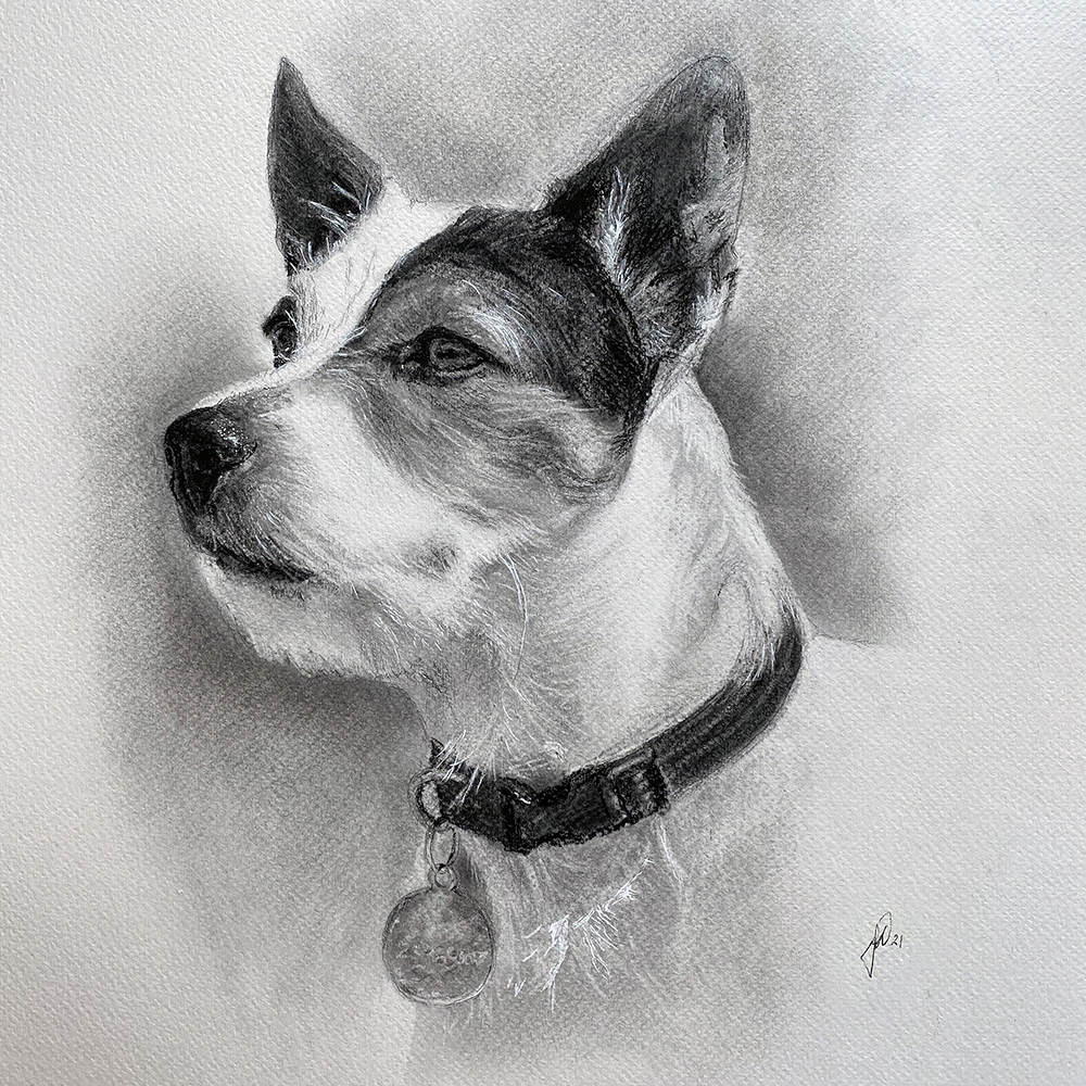 hundportraet-hunde-tegning-portraettegner